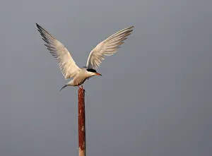 Images Dated 25th June 2006: Common Tern, Sterna hirundo hirundo