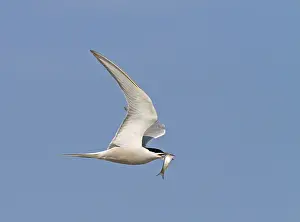 Longipennis Prints: Common tern, Sterna hirundo longipennis