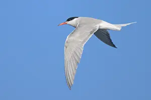 Images Dated 3rd August 2022: Common tern, Sterna hurundo