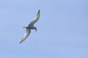 Sterna Prints: Common tern, Sterna hurundo