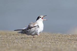 Images Dated 5th September 2020: Common Tern, Visdief, Sterna hirundo