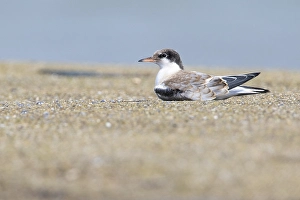 Images Dated 5th September 2020: Common Tern, Visdief, Sterna hirundo
