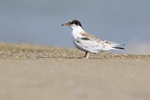 Images Dated 5th September 2020: Common Tern, Visdief, Sterna hirundo