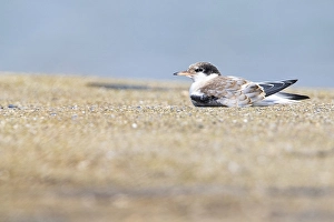 Images Dated 5th September 2020: Common Tern, Visdief, Sterna hirundo