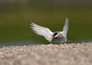 Images Dated 13th May 2006: Common Tern, Visdief, Sterna hirundo