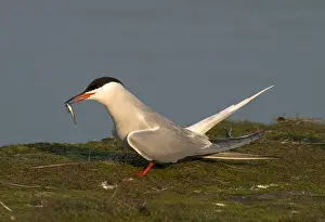 Images Dated 12th June 2014: Common Tern, Visdief, Sterna hirundo