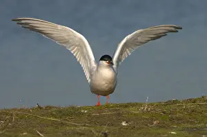 2025 Prints: Common Tern, Visdief, Sterna hirundo
