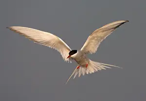 Images Dated 13th May 2006: Common Tern, Visdief, Sterna hirundo