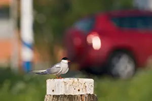 Images Dated 27th April 2007: Common Tern, Visdief, Sterna hirundo