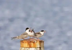 Images Dated 12th July 2007: Common Tern, Visdief, Sterna hirundo
