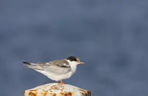 Images Dated 12th July 2007: Common Tern, Visdief, Sterna hirundo