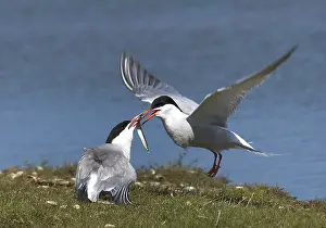 Visje Prints: Common Tern, Visdief, Sterna hirundo