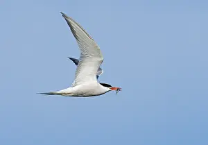 Images Dated 21st June 2020: Common Tern;Sterna hirundo