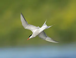 Images Dated 19th June 2020: Common Tern;Sterna hirundo