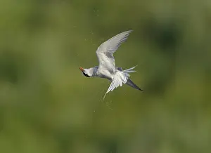 Images Dated 19th June 2020: Common Tern;Sterna hirundo