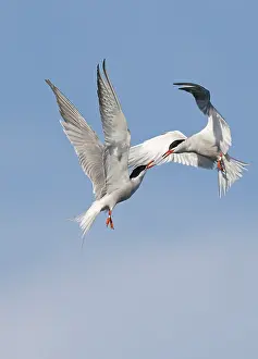 Images Dated 21st June 2020: Common Tern;Sterna hirundo