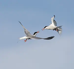 Images Dated 21st June 2020: Common Tern;Sterna hirundo