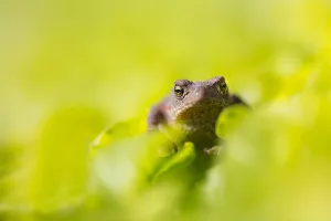 Erdkrote Prints: Common Toad, Bufo bufo