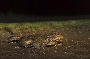 Amfibieen Prints: Common Toad, Gewone Pad, Bufo bufo