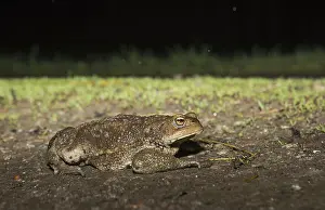 Amfibieen Prints: Common Toad, Gewone Pad, Bufo bufo