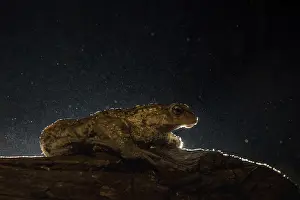 Amfibieen Prints: Common Toad, Gewone Pad, Bufo bufo