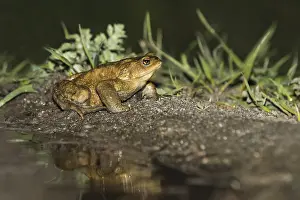 Amfibieen Prints: Common Toad, Gewone Pad, Bufo bufo