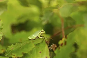 Amphibian Prints: Common tree frog, Hyla arborea