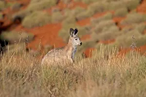 Images Dated 15th October 2011: Common wallaroo (Macropus robustus)
