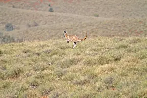 Images Dated 15th October 2011: Common wallaroo (Macropus robustus)