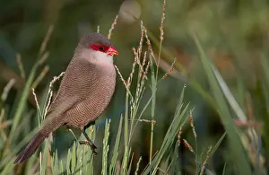 Images Dated 9th January 2015: Common Waxbill, Estrilda astrild