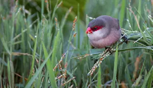 Images Dated 9th January 2015: Common Waxbill, Estrilda astrild