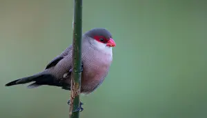 Images Dated 9th January 2015: Common Waxbill, Estrilda astrild
