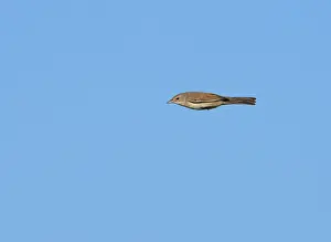 2020 Prints: Common Whitethroat (Sylvia communis) flying