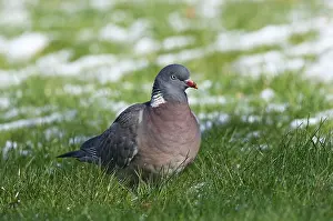 2008 Prints: Common Wood Pigeon, Houtduif, Columba palumbus