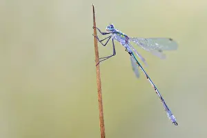 Weerribben Prints: Comon Spreadwing; Lestes sponsa