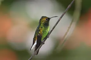 Costa Rica Prints: Coppery-headed Emerald