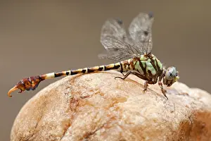 Images Dated 22nd November 2012: Corkscrew Hooktail, Paragomphus elpidius