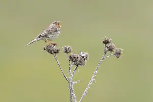 Images Dated 7th June 2020: Corn Bunting, Emberiza calandra