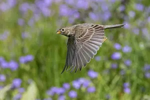 Images Dated 7th June 2020: Corn Bunting, Emberiza calandra