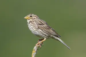 2018 Prints: Corn Bunting, Emberiza calandra
