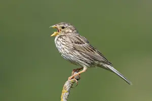 2018 Prints: Corn Bunting, Emberiza calandra