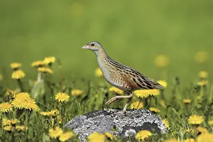 Images Dated 9th June 2005: Corn Crake, Kwartelkoning, Crex crex