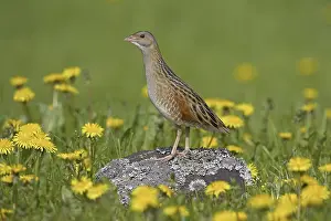 Images Dated 9th June 2005: Corn Crake, Kwartelkoning, Crex crex