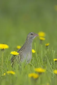 Images Dated 9th June 2005: Corn Crake, Kwartelkoning, Crex crex