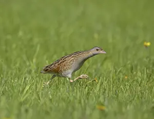 Images Dated 9th June 2005: Corn Crake, Kwartelkoning, Crex crex