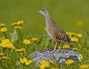 Images Dated 9th June 2005: Corn Crake, Kwartelkoning, Crex crex