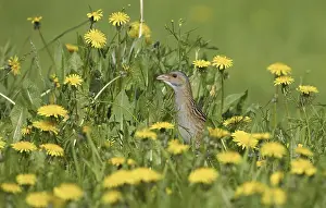 Images Dated 9th June 2005: Corn Crake, Kwartelkoning, Crex crex