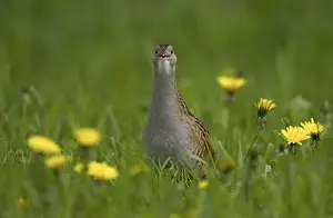 Images Dated 9th June 2005: Corn Crake, Kwartelkoning, Crex crex