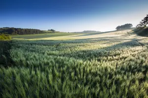 Alendorf Prints: Corn field in Germany