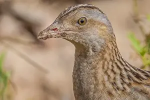 Images Dated 2nd May 2009: Corncrake, Crex crex